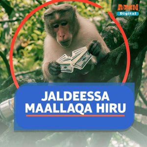 Read more about the article Hinditti Jaldeessa Maallaqa Uummataaf Hire