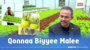 Read more about the article Biyyee malee qotuun ni danda’amaa?