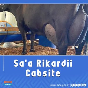 Read more about the article Sa’a Aannan Liitira 343 kennuun Rikoordii Cabsite.