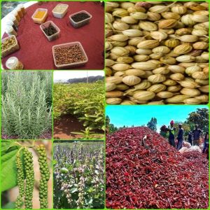 Read more about the article Daldala Mi’eessituurraa galiin Doolaara Miiliyoona 14 ol argame.