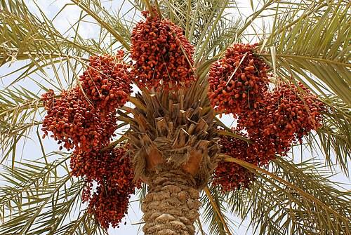 You are currently viewing Waa’ee Teemiraa
