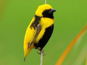 Read more about the article Dhugaawwan ajaa’ibsiisoo waa’ee Simbira Masqalaa kanneen beektuu?