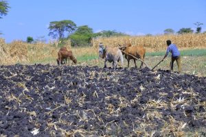 Read more about the article Waggaatti yeroo afur oomishaa jiru, asuma Itoophiyaatti