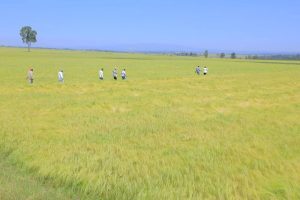 Read more about the article Teeknooloojiin Qonnaa Oomishtummaa Keenyaaf Utubaadha- Qonnaan Bultoota Qabeenaa