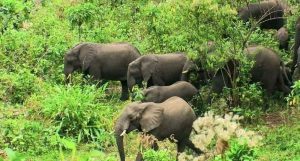 Read more about the article Paarkii Biyyoolessaa Maagoo: Dawoo hoosistoota 81 fi Simbirroota gosa 237