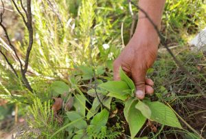 Read more about the article ‎”Samo Eta” Sirna Sassaabbii Qoricha Aadaa uummata Yem kan waggaa