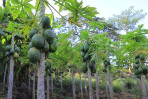 Read more about the article Innisheetivii 30-40-30 babal’isuun imala badhaadhinaa milkeessuuf ni hojjenna- Qonnaan Bultoota