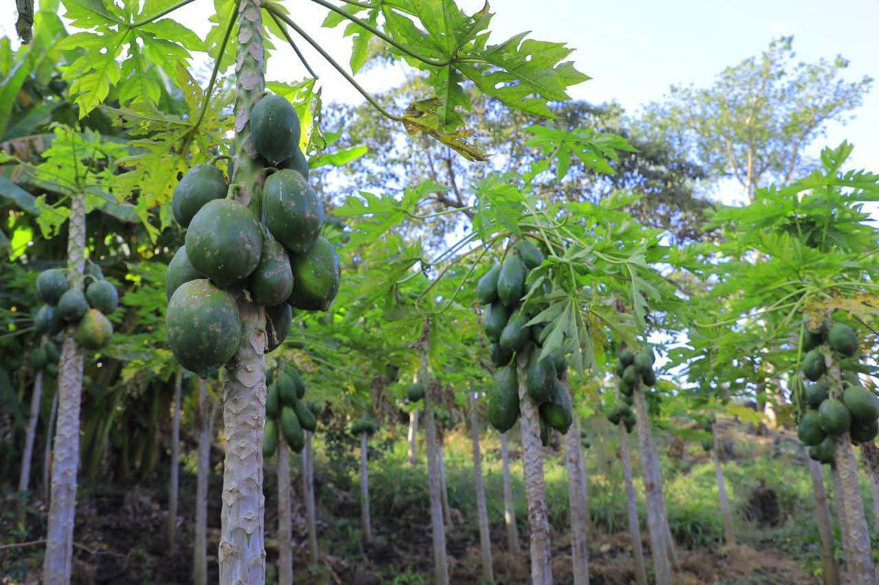 You are currently viewing Innisheetivii 30-40-30 babal’isuun imala badhaadhinaa milkeessuuf ni hojjenna- Qonnaan Bultoota