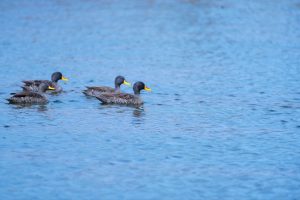 Read more about the article Qabeenya Turizimii qabnu adduunyaaf beeksisuun gahee qaama hundaati- Obbo Solomoon Taammiruu