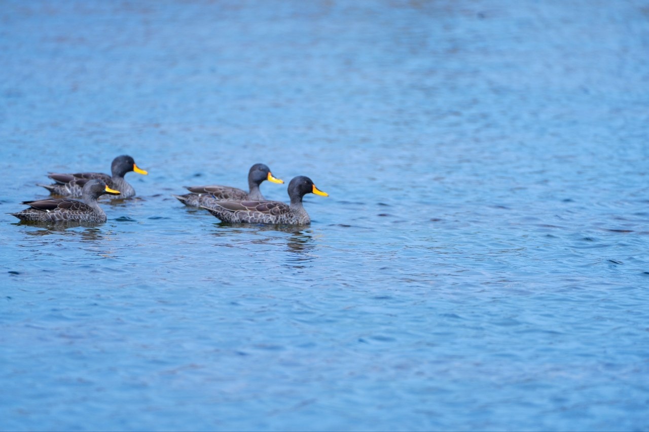You are currently viewing Kantiibaa Adaanech naannawaa jiraattonni Piyaassaa duraanii Jiraatan daawwatan