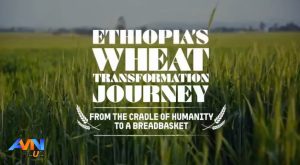 Read more about the article ‎Inistitiyuutiin Tiraanisfoormeeshinii Qonnaa Pilaatfoormii Dijitaalaa “AgriLearn” jedhamu ifoomse