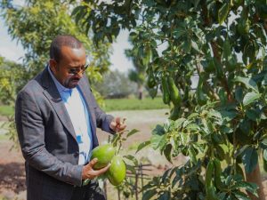 Read more about the article Mala ammayyaatiin dameen Qonnaa Itoophiyaa jijjiiramaa jira- Waajjira Ministira Muummee