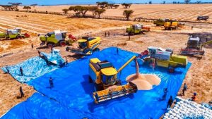 Read more about the article “Kurmaana lamaan jalqabaatti oomishni qamadii kuntaalli miiliyoona 126 ol argameera” MM Abiyyi Ahimad