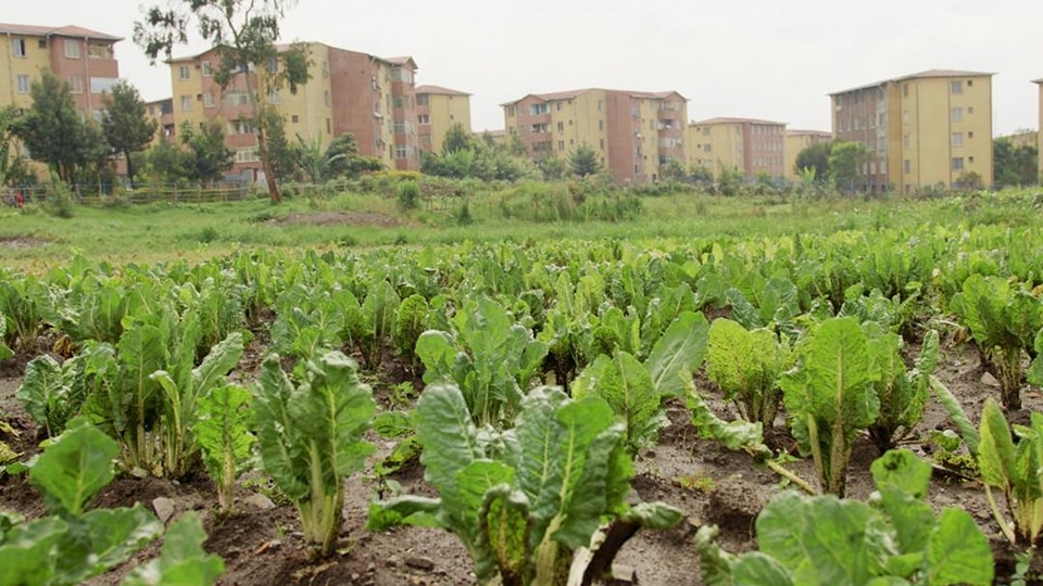 Read more about the article የከተማ ግብርና የግብርናውን ክፍለ ኢኮኖሚ ከማጎልበቱ ባሻገር የከተማ ምጣኔ ሃብትን እና የሥራ ፈጠራን ያሳድጋል-ጠቅላይ ሚኒስትር ዐቢይ አሕመድ (ዶ/ር)