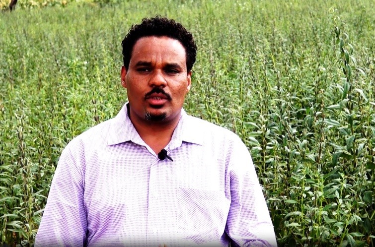 Read more about the article የሐረማያ ዩኒቨርሲቲ በምርምር ያወጣቸውን ሁለት የሰሊጥ ዝርያዎች ለአርሶ አደሩ ለማዳረስ እየሰራ ነው