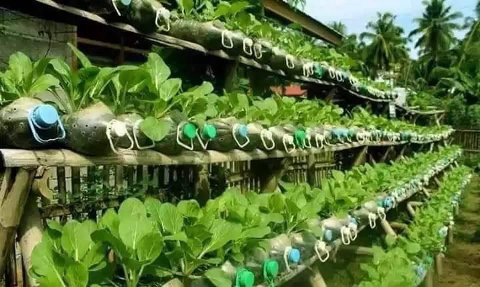Read more about the article የከተማ ግብርና የምግብ ሉዓላዊነትን ለማረጋገጥ የሚደረገውን ጥረት እያገዘ ነው- የግብርና ትራንስፎርሜሽን ኢንስቲትዩት
