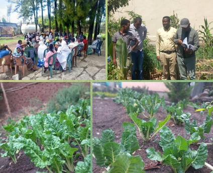 Read more about the article አዲስ አበባ በከተማ ግብርና ቀዳሚ ለማድረግ እየተሰራ እንደሚገኝ የአዲስ አበባ ከተማ አስተዳደር አርሶ አደርና ከተማ ግብርና ልማት ኮሚሽን አስታወቀ