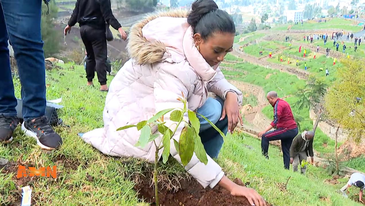 Read more about the article ችግኝ በመትከል ዓለምን እያከምን ነው ስትል ሚስ ወርልድ አፍሪካ ሃሴት ደረጄ አድማሱ ተናገረች