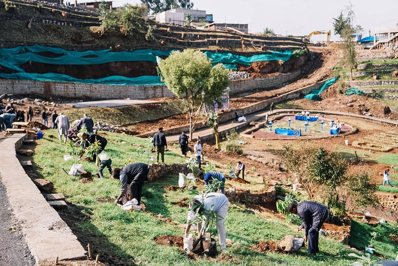 Read more about the article የአረንጓዴ አሻራ መርሃ ግብር የኢትዮጵያ ኢኮኖሚ የማንሰራራት ጉዞ እንዲሳካ የላቀ አስተዋጽኦ እያበረከተ መሆኑን ሚኒስትሮች ገለጹ