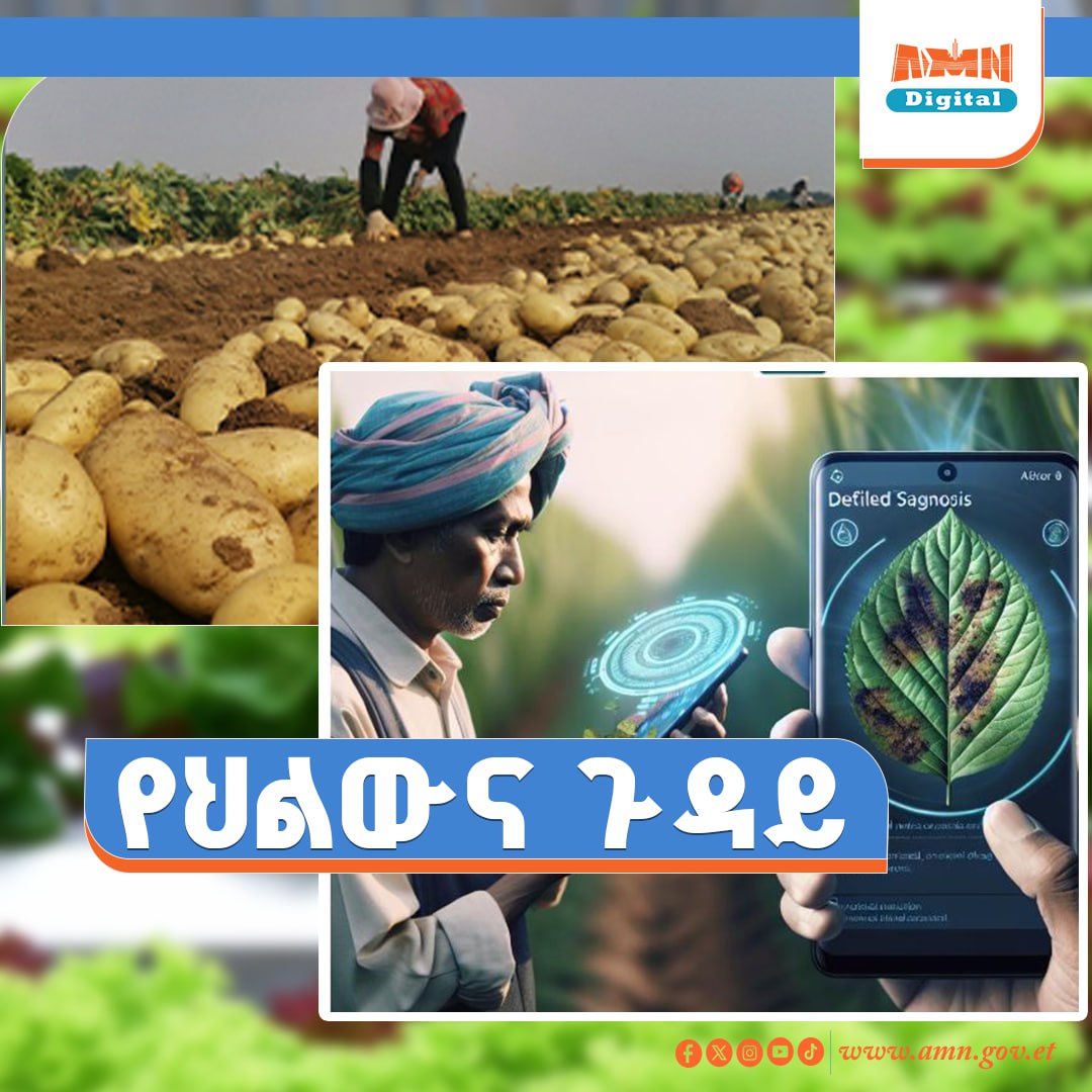You are currently viewing የድንች ሰብል የሚያጠቃ በሽታ አስቀድሞ የሚለይ መተግበሪያ በዝግጅት ላይ መሆኑ ተገለፀ