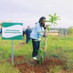 Read more about the article ከንቲባ አዳነች አቤቤ በቤኒሻንጉል አሶሳ ከተማ የአረንጓዴ አሻራቸውን አኖሩ