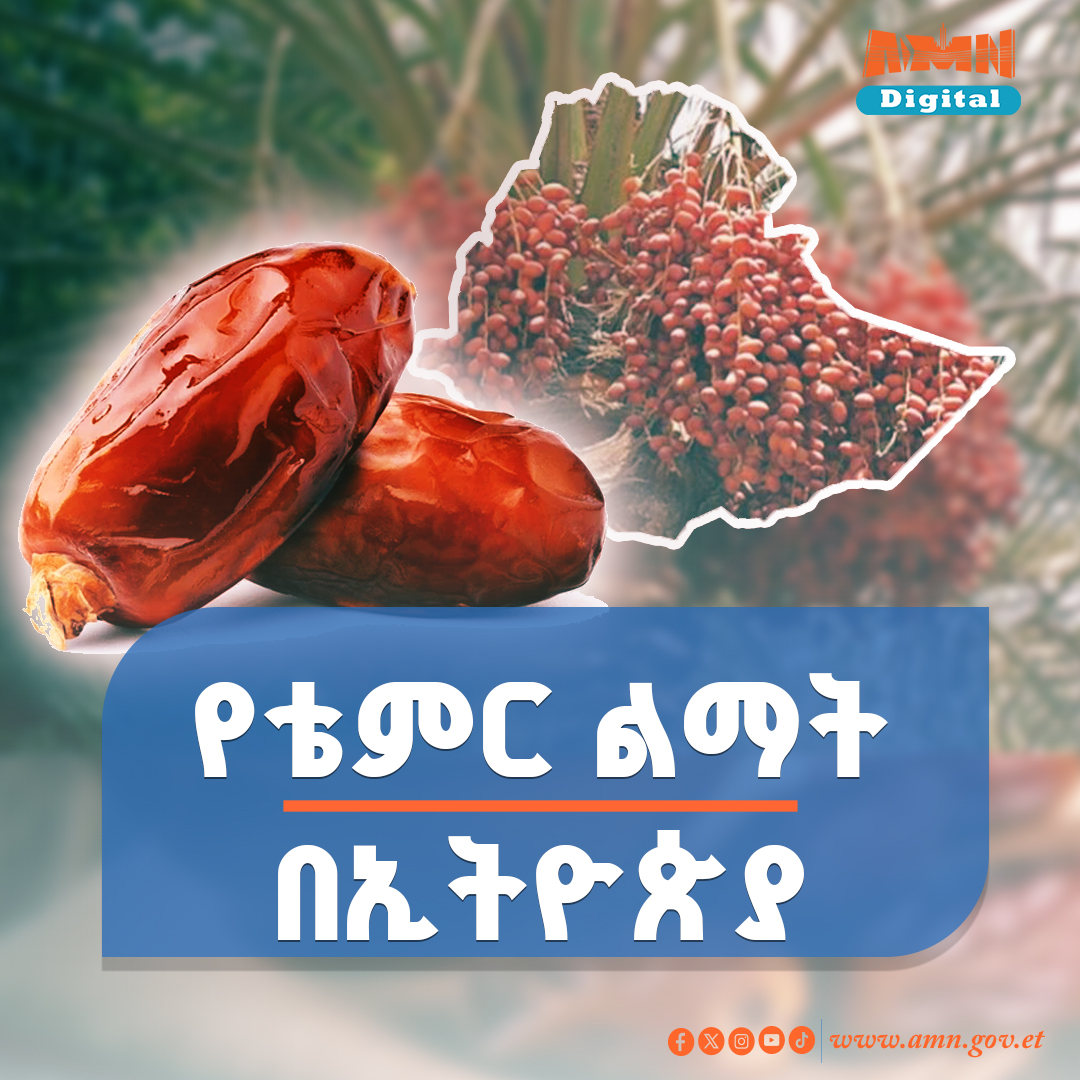 You are currently viewing የኢትዮጵያን የቴምር ልማት ለተቀረው ዓለም የሚያስተዋውቀው ፌስቲቫል