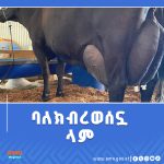 Read more about the article 343 ሊትር ወተት በመስጠት ክብረወሰን የያዘችው ላም