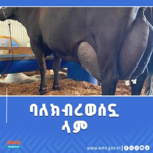 Read more about the article 343 ሊትር ወተት በመስጠት ክብረወሰን የያዘችው ላም