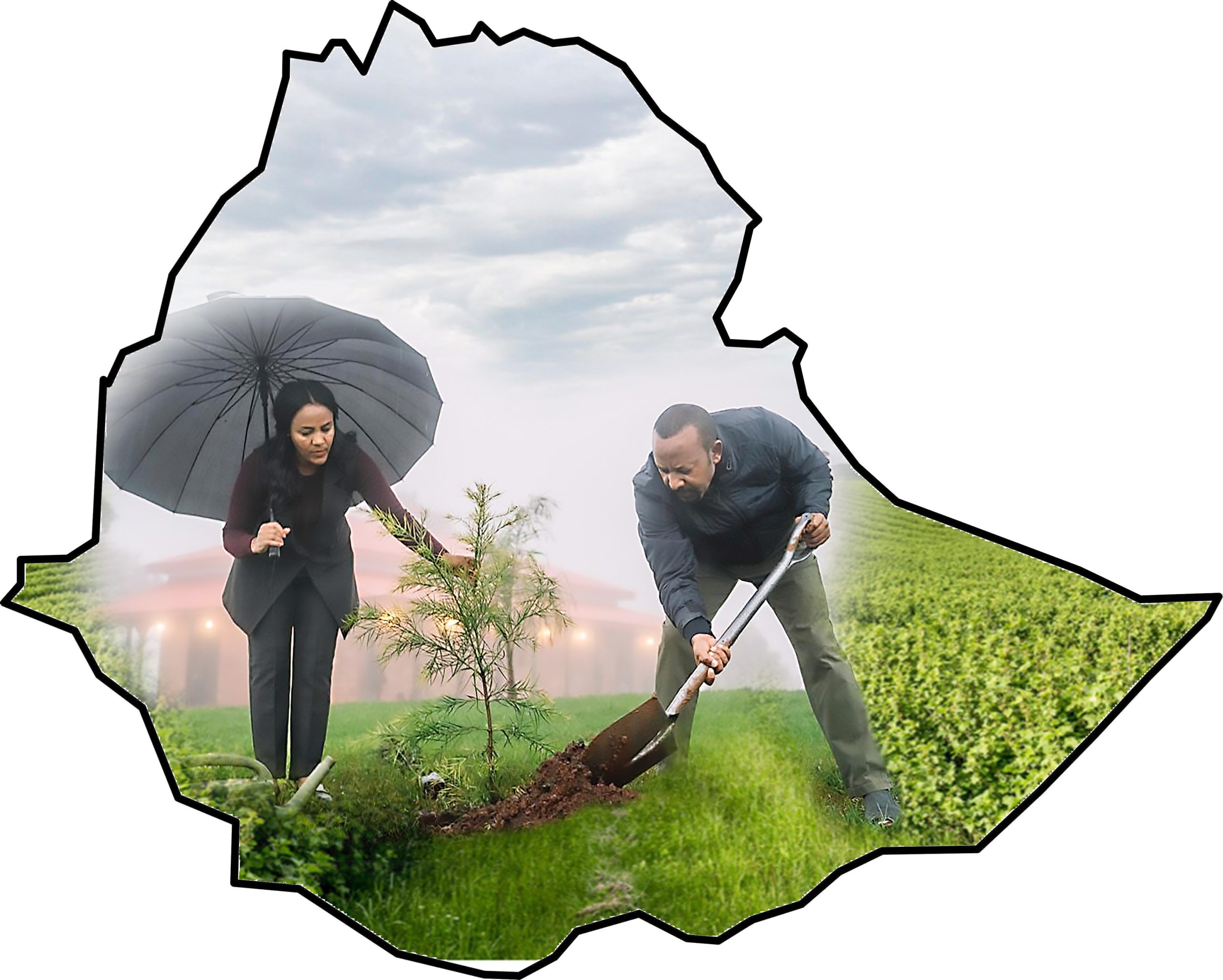 You are currently viewing አረንጓዴ ዐሻራውን ያሳካነው