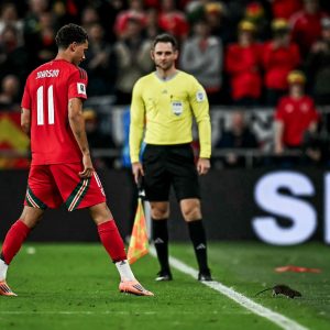 Read more about the article ዌልስና ቤልጂየም ባደረጉት ጨዋታ ወደ ሜዳ የዘለቀችዉ አይጥ