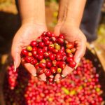 Read more about the article የህንድ አለም አቀፍ የቡና ገበያ ከኢትዮጰያ ከፍተኛ ፉክክር እያጋጠመው እንደሚገኘ ተዘገበ