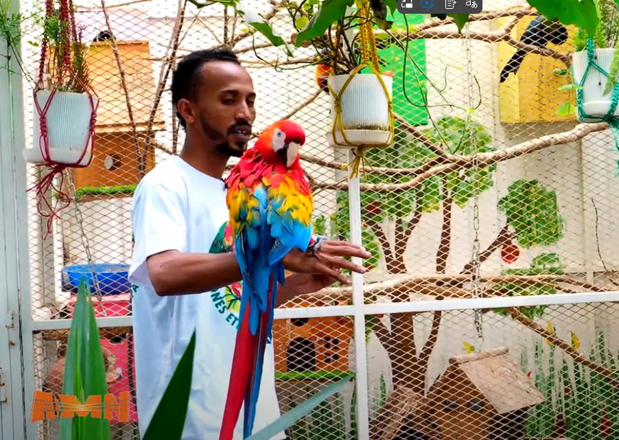 You are currently viewing አንዴ ብቻ የሚያገባው የፓሮት ዝርያ