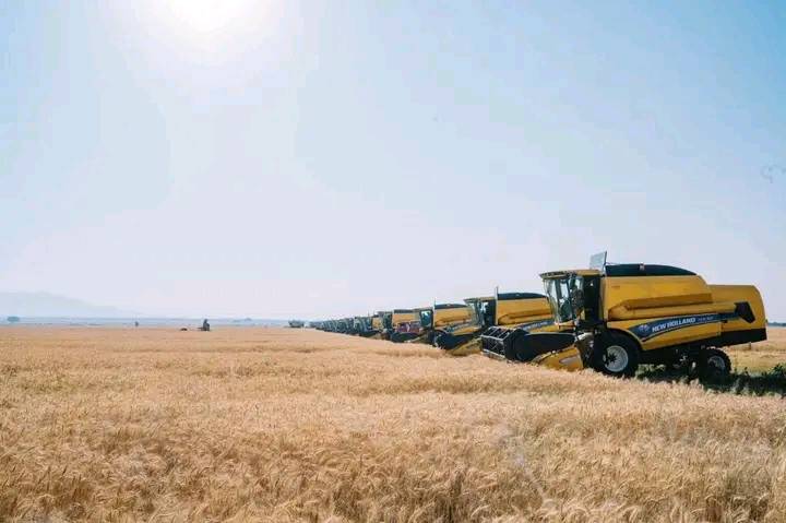 You are currently viewing በተያዘው ዓመት ከ8.5 እስከ 9 ሚሊየን ሄክታር በሚጠጋ ማሳ ላይ ስንዴ እንደሚመረት ጠቅላይ ሚኒስትር ዐቢይ አሕመድ (ዶ/ር) ገለጹ