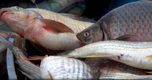 Read more about the article ንጋት ሐይቅ በአሁኑ ወቅት 15 ሺህ ቶን ዓሳ የማምረት አቅም አለዉ