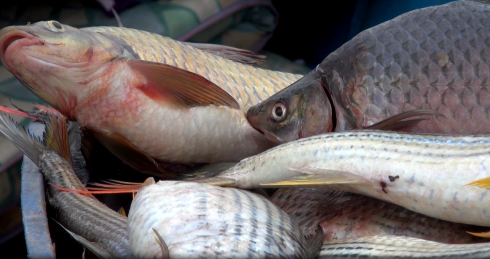 You are currently viewing ንጋት ሐይቅ በአሁኑ ወቅት 15 ሺህ ቶን ዓሳ የማምረት አቅም አለዉ