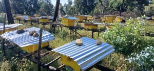 Read more about the article የከተማ ማር ቆራጮች