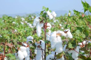 Read more about the article ከውጭ የሚገቡ ምርቶችን በሀገር ውስጥ ምርት መተካት ሀገራዊ ሉዓላዊነትን ማረጋገጥ ነው !