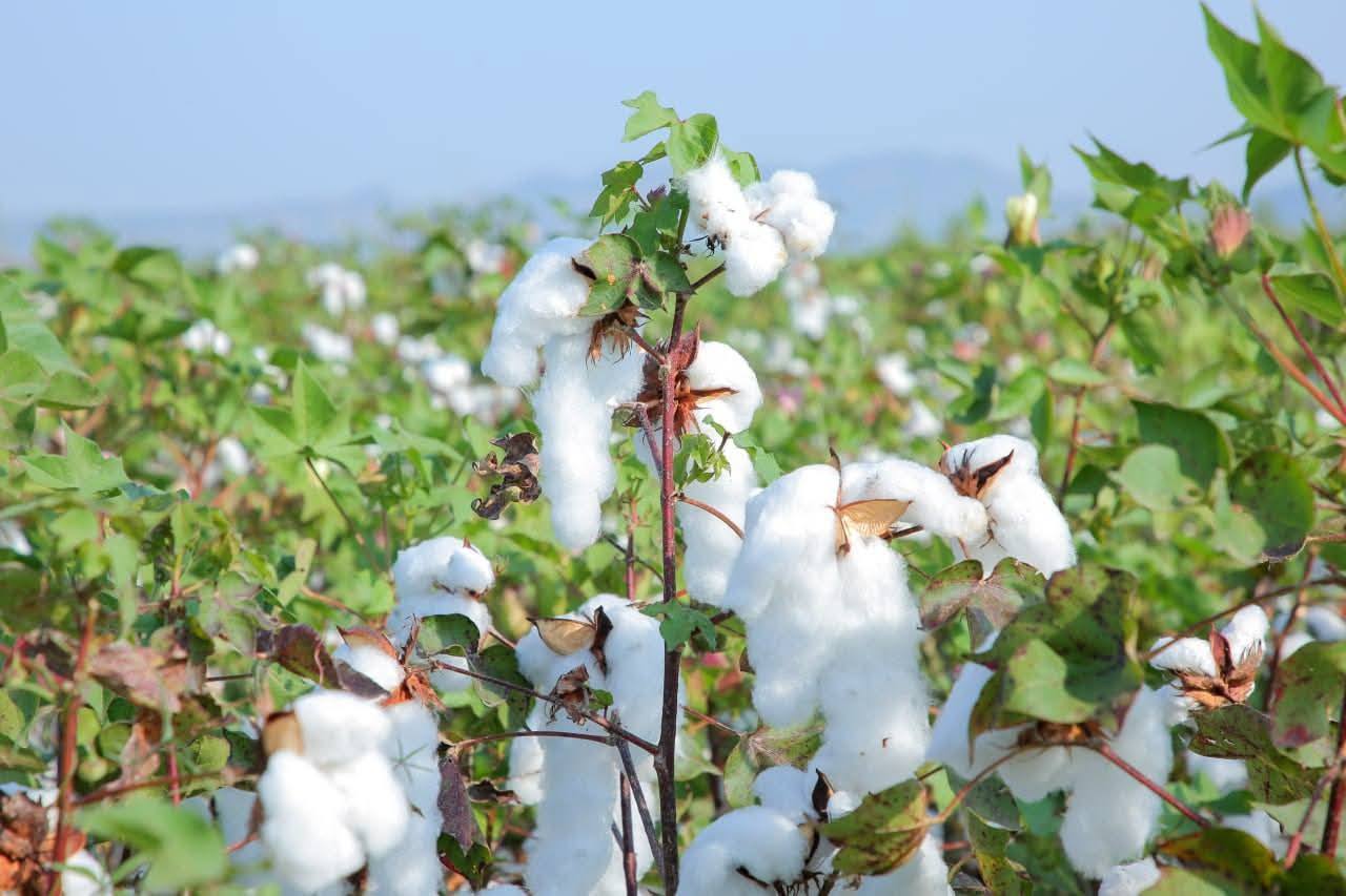 You are currently viewing ከውጭ የሚገቡ ምርቶችን በሀገር ውስጥ ምርት መተካት ሀገራዊ ሉዓላዊነትን ማረጋገጥ ነው !