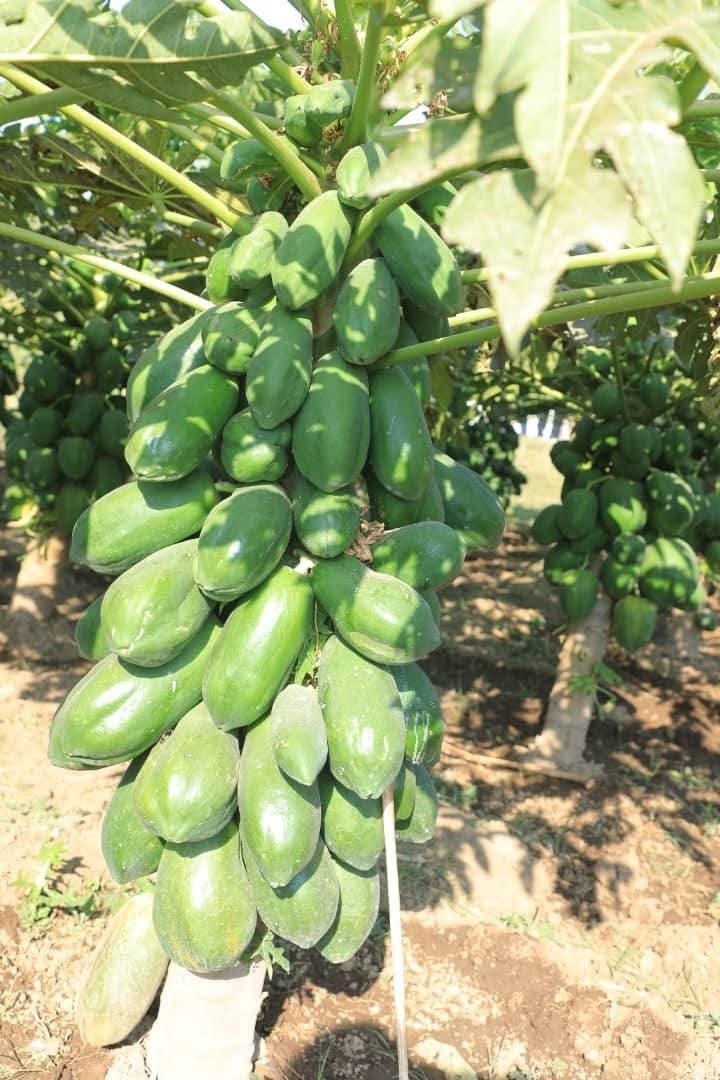 You are currently viewing በስልጠና ላይ የሚገኙ ከፍተኛ የመንግስት አመራሮች በቦራ ወረዳ የፓፓያ ክላስተርን ጎበኙ