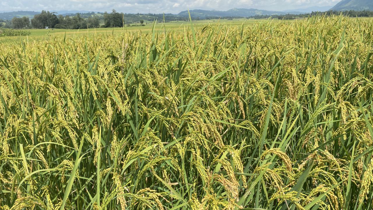 You are currently viewing ኢትዮጵያ ለግብርናው ዘርፍ የሰጠችው ትኩረት ቀጣይነት ከተረጋገጠ በ5 ዓመታት ውስጥ የምግብ ሉዓላዊነትን ማረጋገጥ ይቻላል