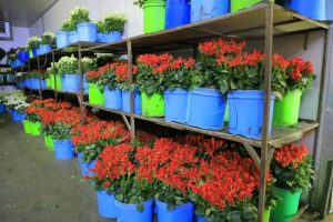 Read more about the article መንግሥት ለኢንቨስትመንት የሰጠው ትኩረት በጉራጌ ዞን ተጨባጭ ውጤትን አስገኝቷል