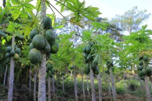 Read more about the article ከበረሀው ሀሩር ወደ ምድረ ገነት ልምላሜ የተቀየረው የዲቻ ቀበሌ