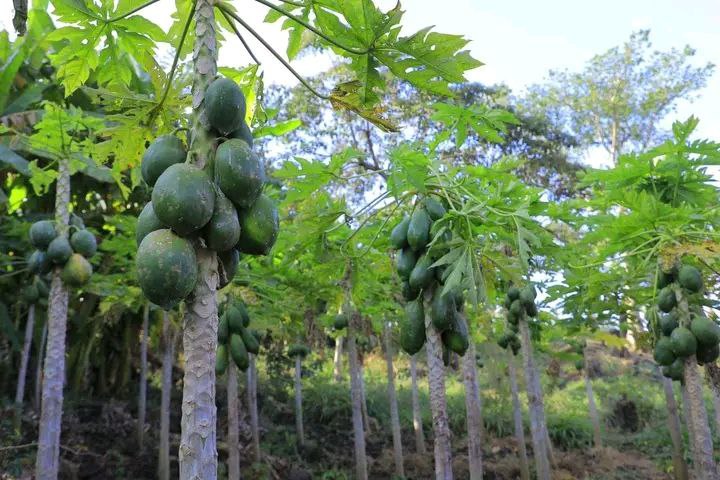 You are currently viewing ከበረሀው ሀሩር ወደ ምድረ ገነት ልምላሜ የተቀየረው የዲቻ ቀበሌ