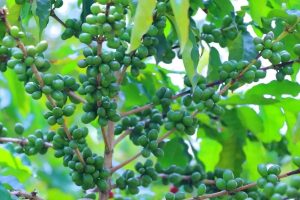 Read more about the article የግብርና ምርታማነትን ለማሳደግ እየተደረጉ ባሉ የንቅናቄ ሥራዎች ክልሎች አዳዲስ ምርቶችን ማምረት ጀምረዋል