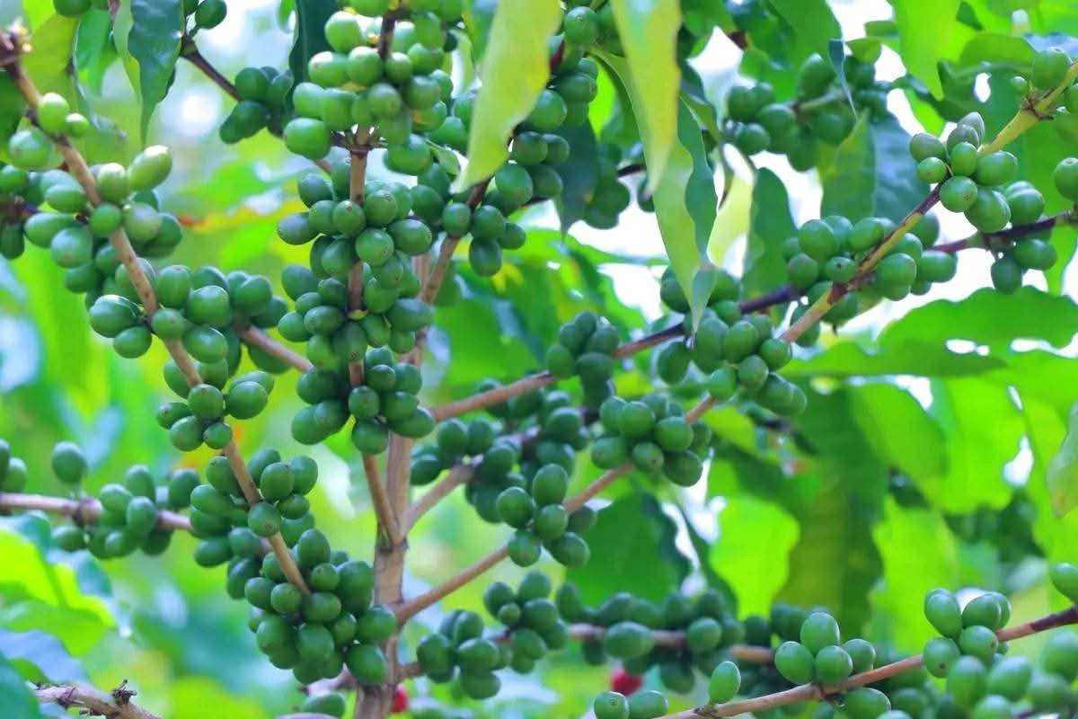 You are currently viewing የግብርና ምርታማነትን ለማሳደግ እየተደረጉ ባሉ የንቅናቄ ሥራዎች ክልሎች አዳዲስ ምርቶችን ማምረት ጀምረዋል