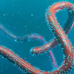 Read more about the article የማርበርግ ቫይረስ እንዴት ይተላለፋል? የበሽታዉ ምልክቶችስ ስንት ደረጃ አላቸዉ?