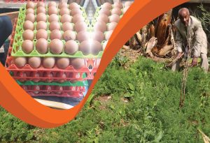 Read more about the article የከተማ ግብርና አብነቶች