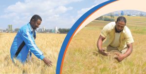 Read more about the article ሰብል በከተማ