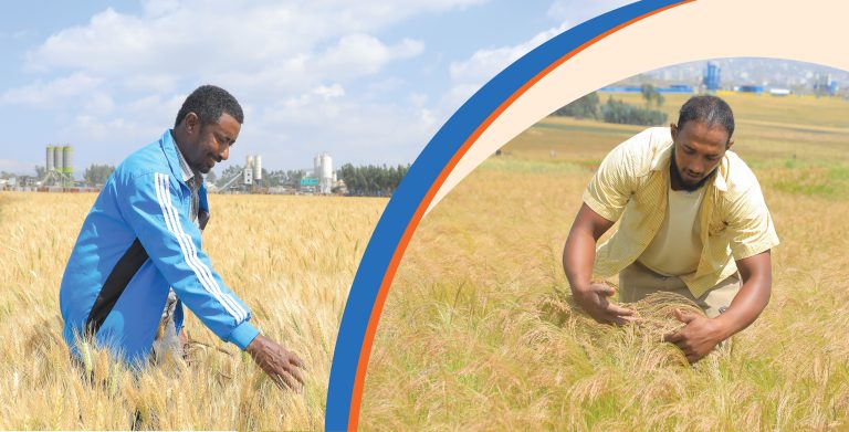 ሰብል በከተማ