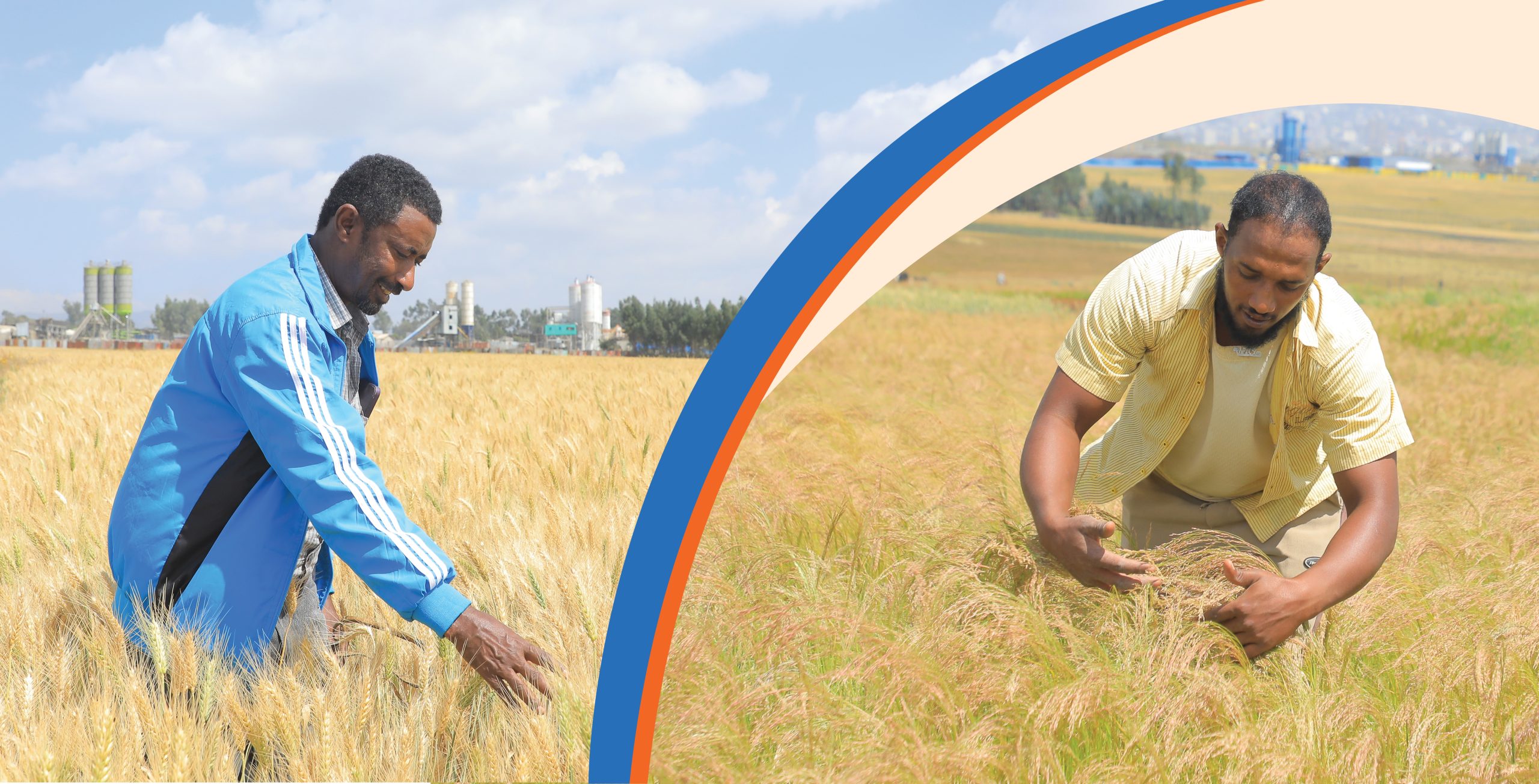 You are currently viewing ሰብል በከተማ